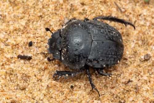 Scarabaeus cicatricosus