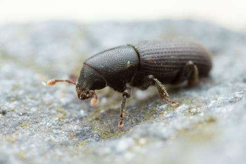 Hylastes sp.