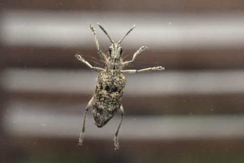 Réf. 320 677 : Rhagium inquisitor