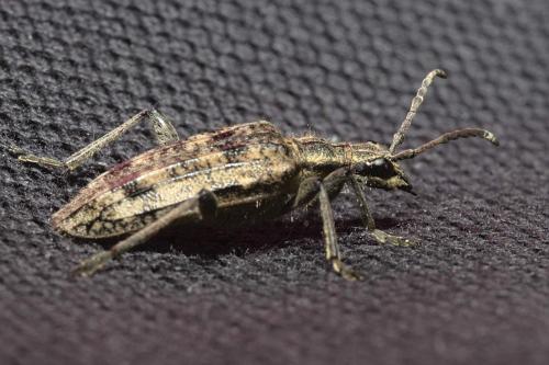 Réf. 320 678 : Rhagium inquisitor