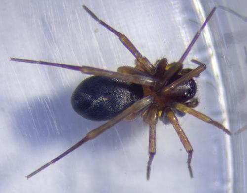 Zodarion sp.