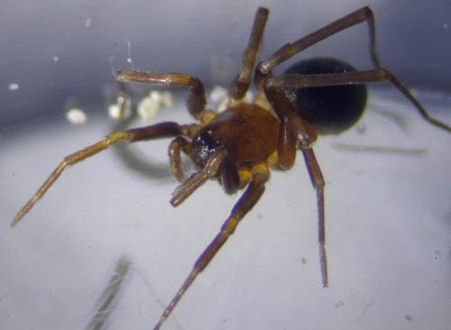 Zodarion sp.