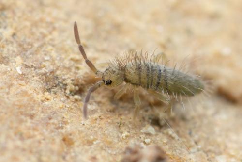 Réf. 320 322 : Entomobrya marginata