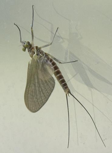 Rhithrogena sp.