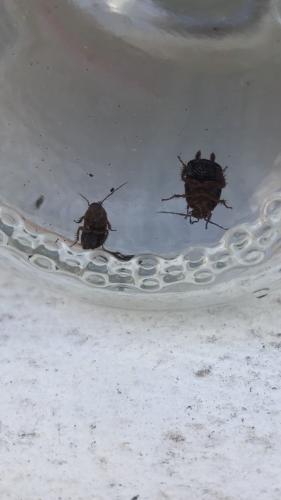 Loboptera sp.