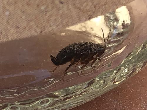 Loboptera sp.