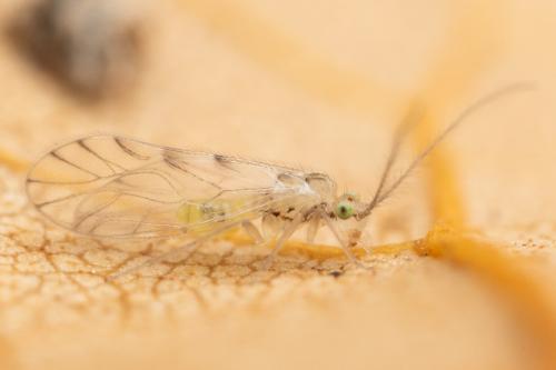 Trichopsocus clarus
