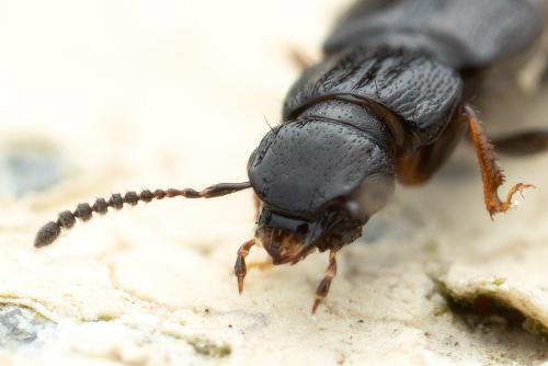 Réf. 320 332 : Anotylus sp.