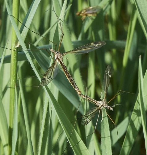 Réf. 320 535 : Tipula sp.