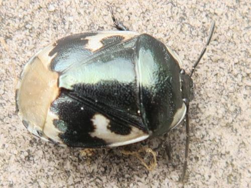 Réf. 320 262 : Tritomegas bicolor