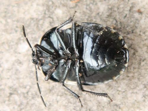 Réf. 320 263 : Tritomegas bicolor