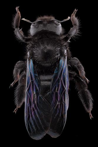 Xylocopa violacea