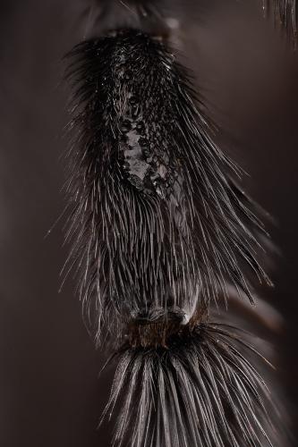 Xylocopa violacea