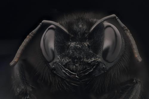 Xylocopa violacea