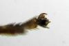320816 – Photo : [url=https://www.galerie-insec – Russie