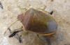 320615 – Photo : Georges ROCA FILELLA – France (74)