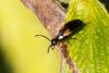 320670 – Photo : Pierre Duhem – France (95)