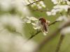 320382 – Photo : morgane sineau – France (72)