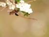 320384 – Photo : morgane sineau – France (72)