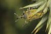 320443 – Photo : Simon Thevenin – France (34)