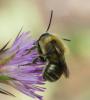 Osmia sp.