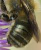 Osmia sp.