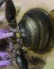 Osmia sp.