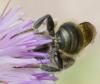 Osmia sp.