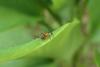 320063 – Photo : Pierre BABY – Mayotte