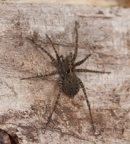 Pardosa sp.