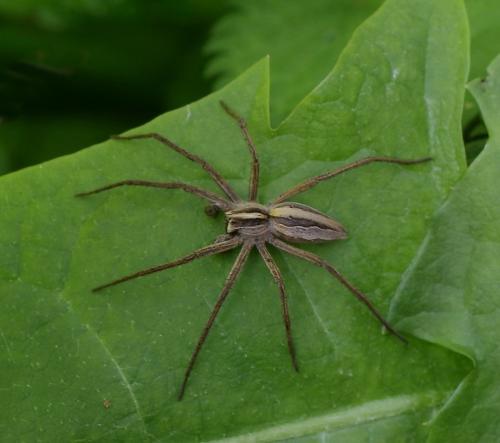 Réf. 321 878 : Pisaura mirabilis