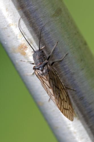 Sialis sp.