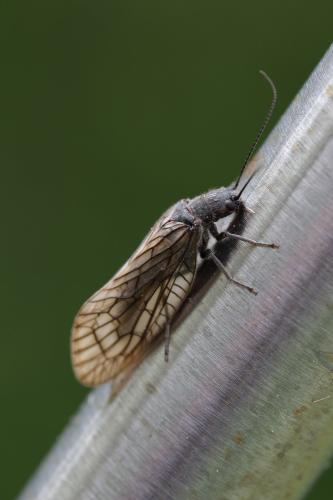 Sialis sp.