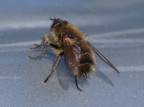Tachina ursina