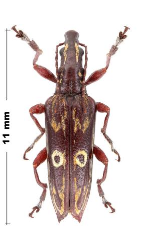 Dicordylus argus