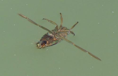 Réf. 321 715 : Notonecta sp.