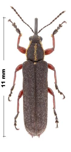 Trichophthalmus miltomerus