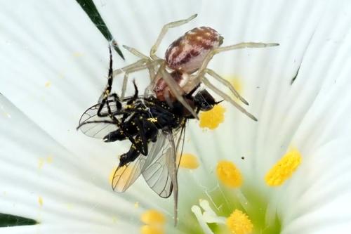 Nigma flavescens