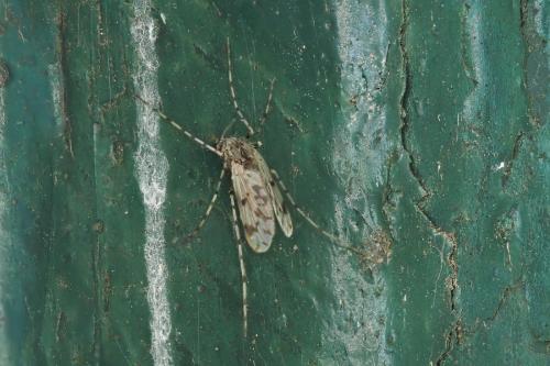 Ablabesmyia sp.