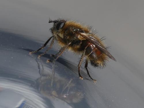 Tachina ursina