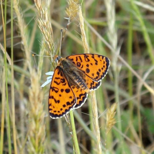 Réf. 321 171 : Melitaea didyma