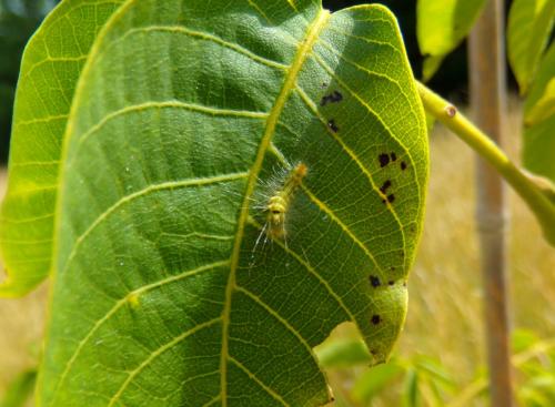 Calliteara pudibunda
