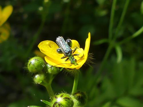 Oedemera nobilis