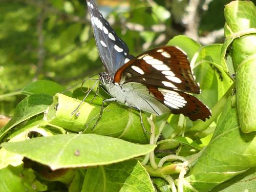 Limenitis reducta