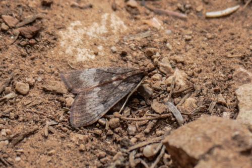 Uresiphita gilvata