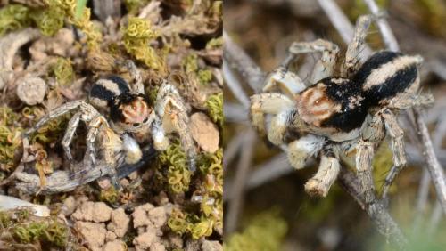 Aelurillus v-insignitus