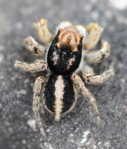 Aelurillus v-insignitus