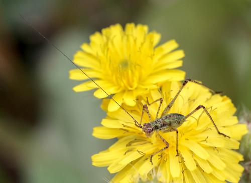 Réf. 321 400 : Phaneroptera sp.
