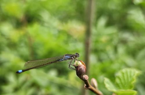 Ischnura elegans