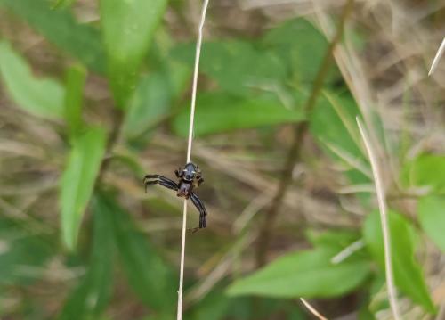 Synema globosum